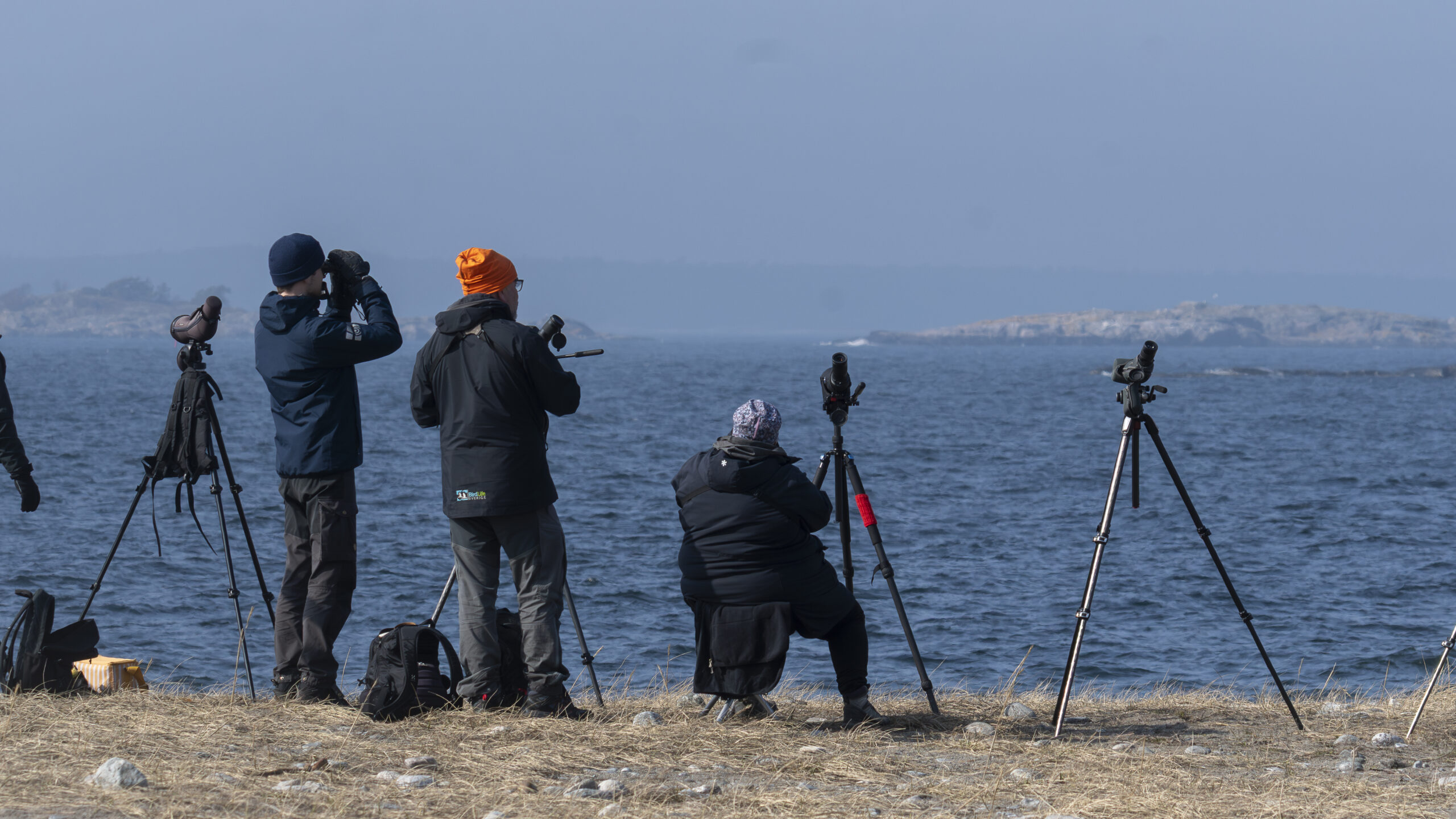 Kustskådning vid Torö 29 mars 2025
