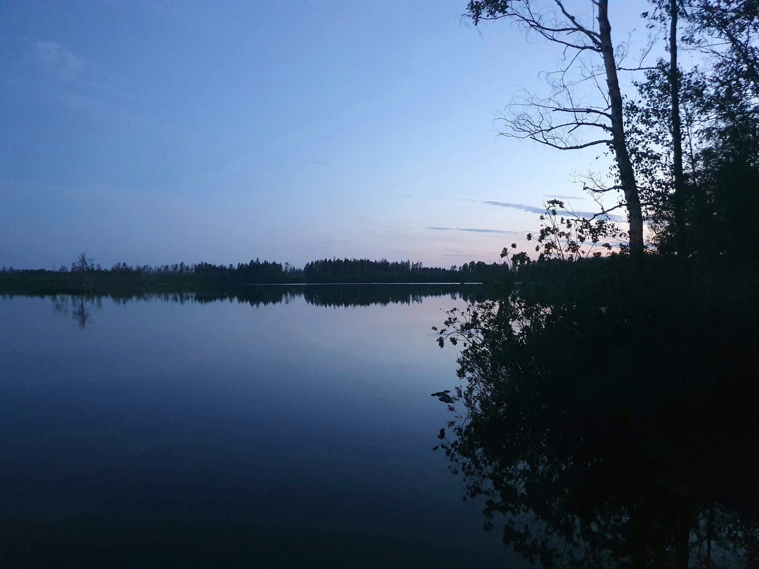 Nattfåglar i Svartådalen 14 juni 2025