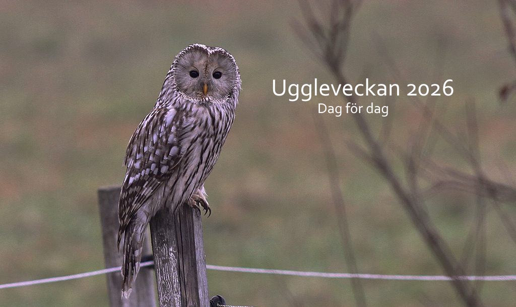 Uggleveckan 2026 - dag för dag